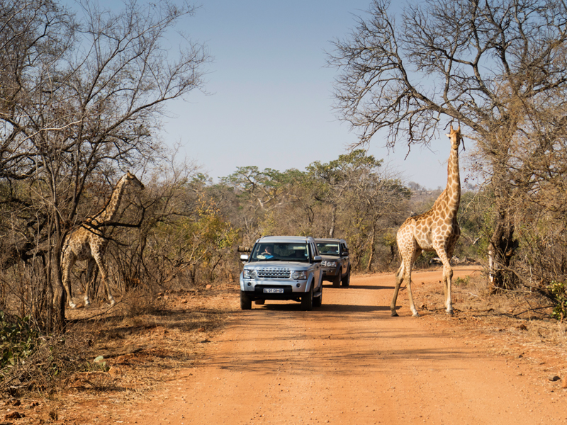 New Tailormade South Africa Girrafe on road Kruger